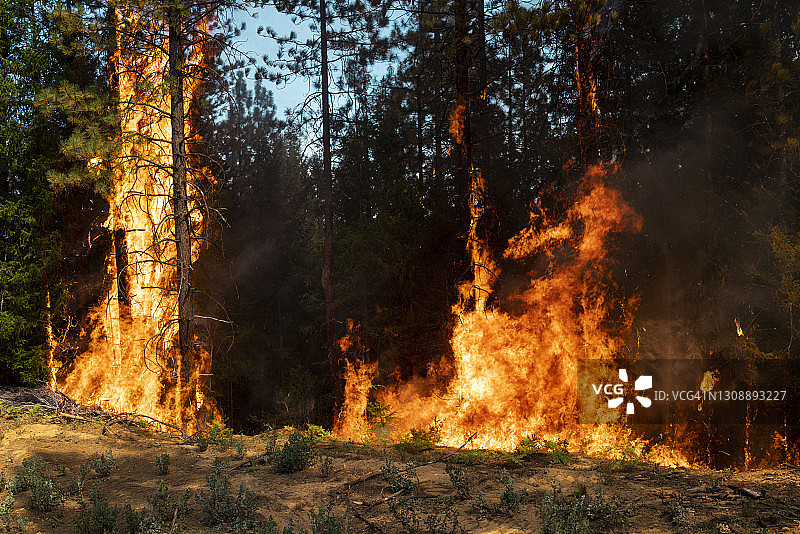 燃烧的森林图片素材