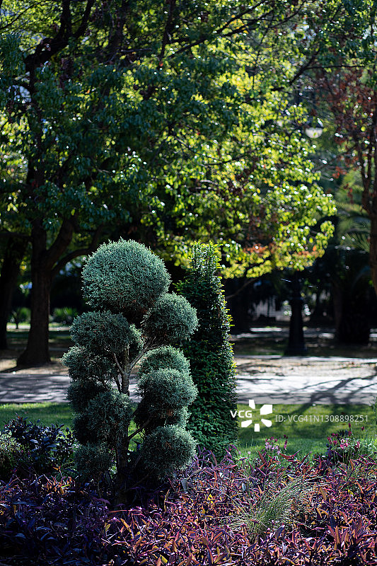 公园里的植物图片素材