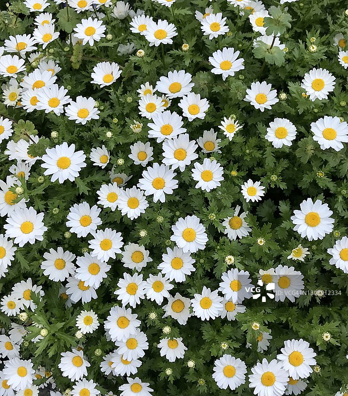玛格丽特花图片素材