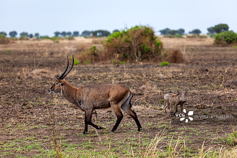 雄性水羚在伊丽莎白女王国家公园图片素材