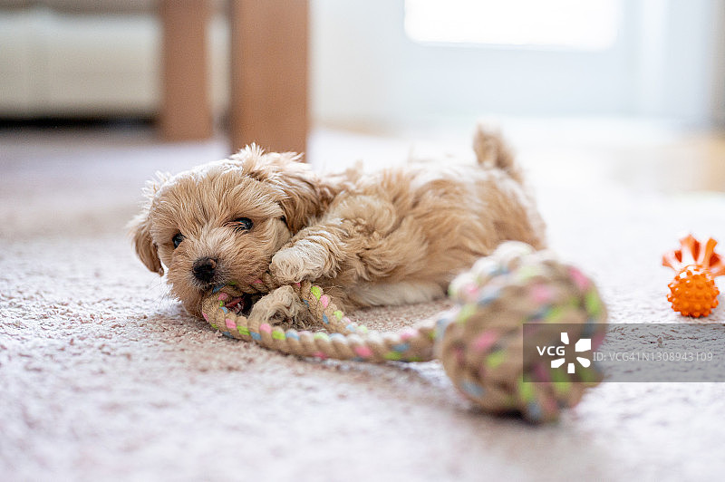 可爱的小狗在玩玩具图片素材