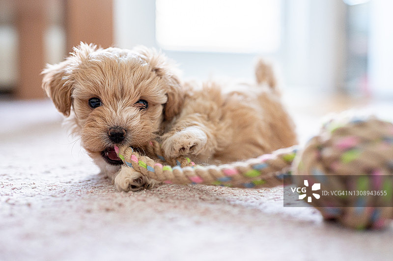 可爱的小狗在玩玩具图片素材