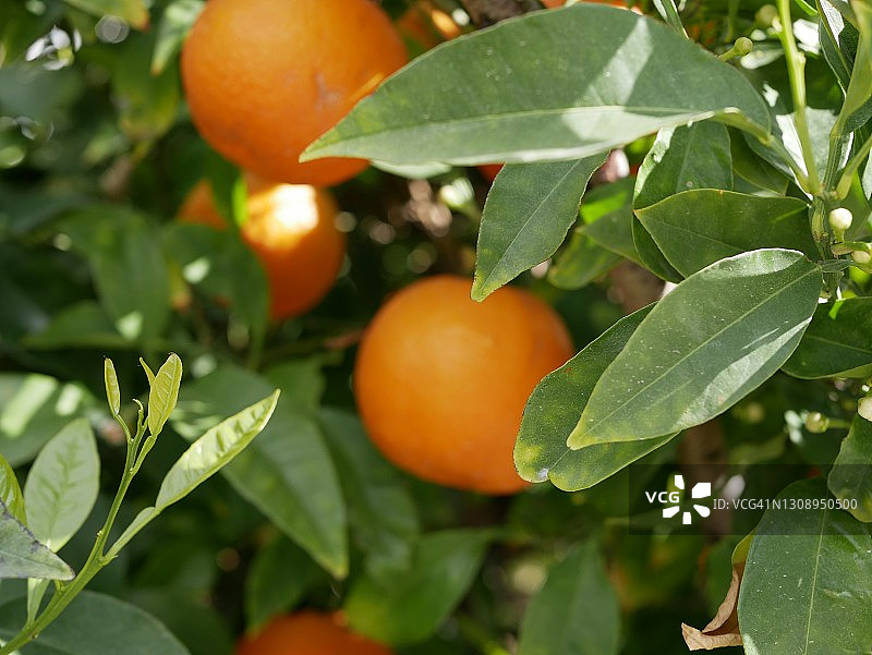 阳光明媚的春日枝头，绿色树叶中成熟的橙色水果。城市街道上美丽的观赏植物图片素材