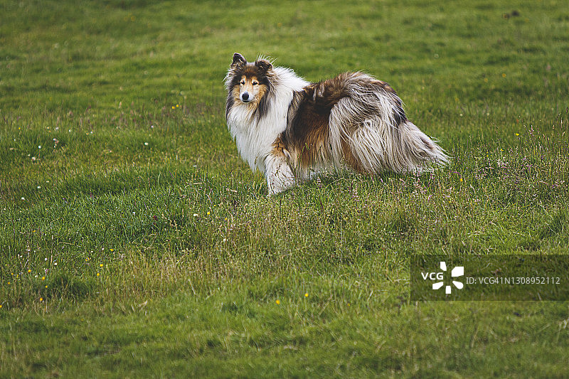 粗毛牧羊犬图片素材