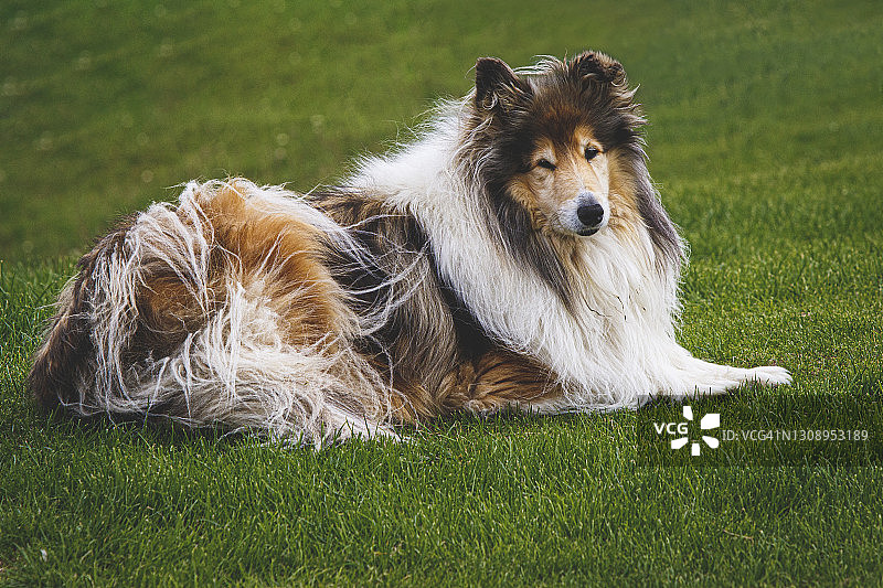 粗毛牧羊犬图片素材