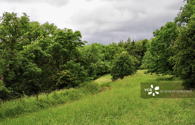 茂盛的草地图片素材