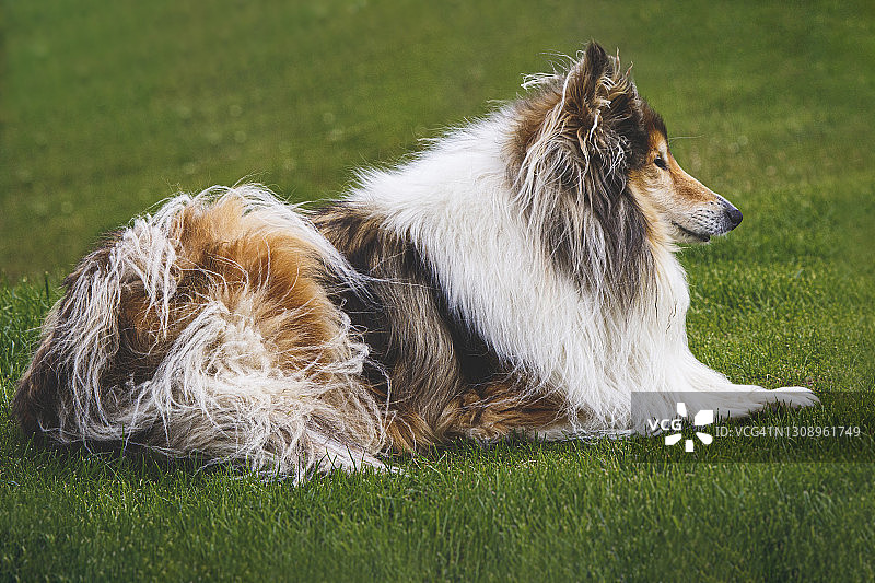 粗毛牧羊犬图片素材