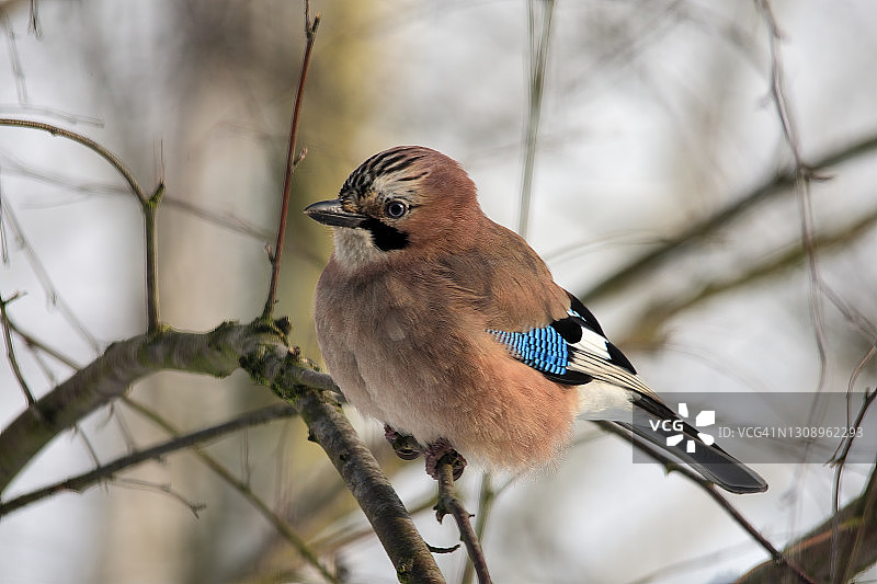 欧亚杰图片素材