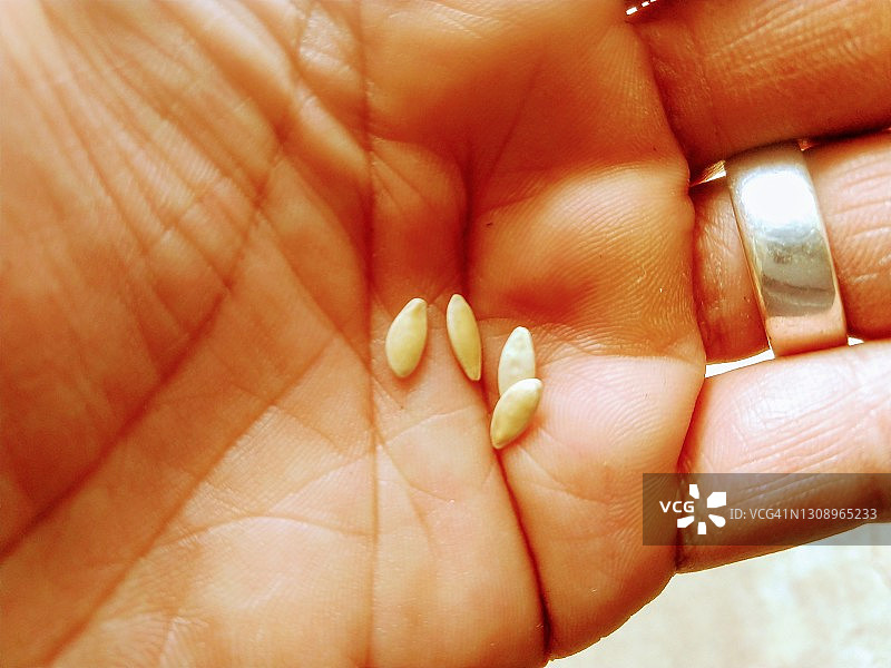 黄瓜籽特写图片素材