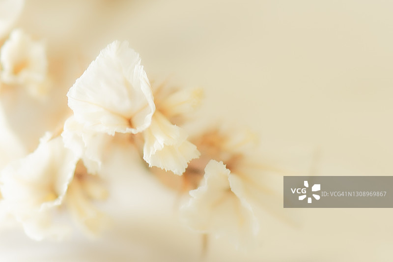 干燥的夏季小野花图片素材