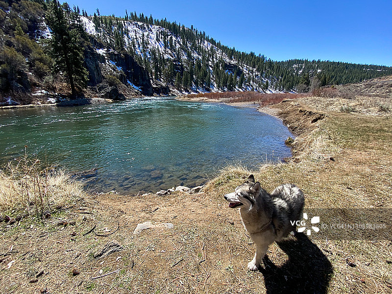 孩子在远程学习时与他的狗一起探索和玩耍图片素材