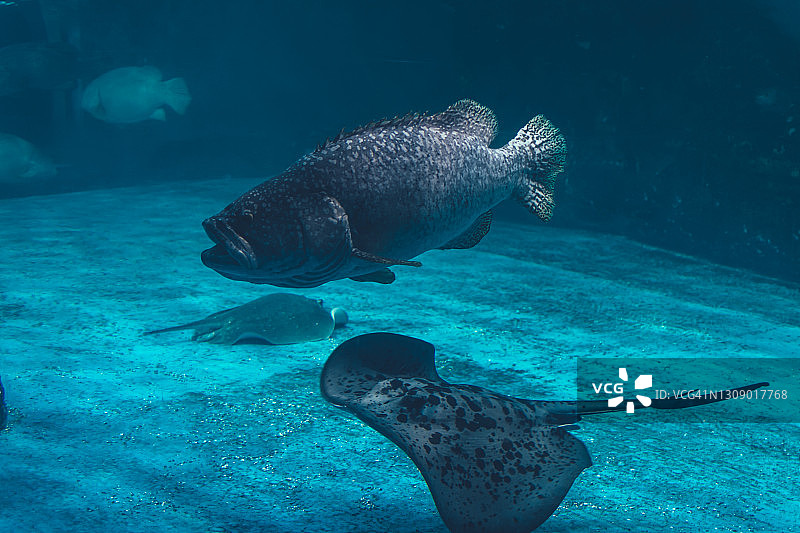 热带鱼特写图片素材