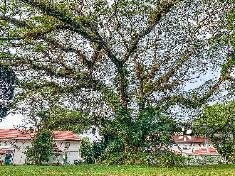 新加坡的巨型雨树图片素材