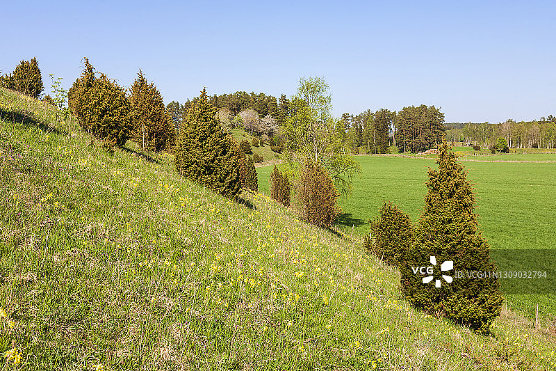 山坡上开花的报春花图片素材