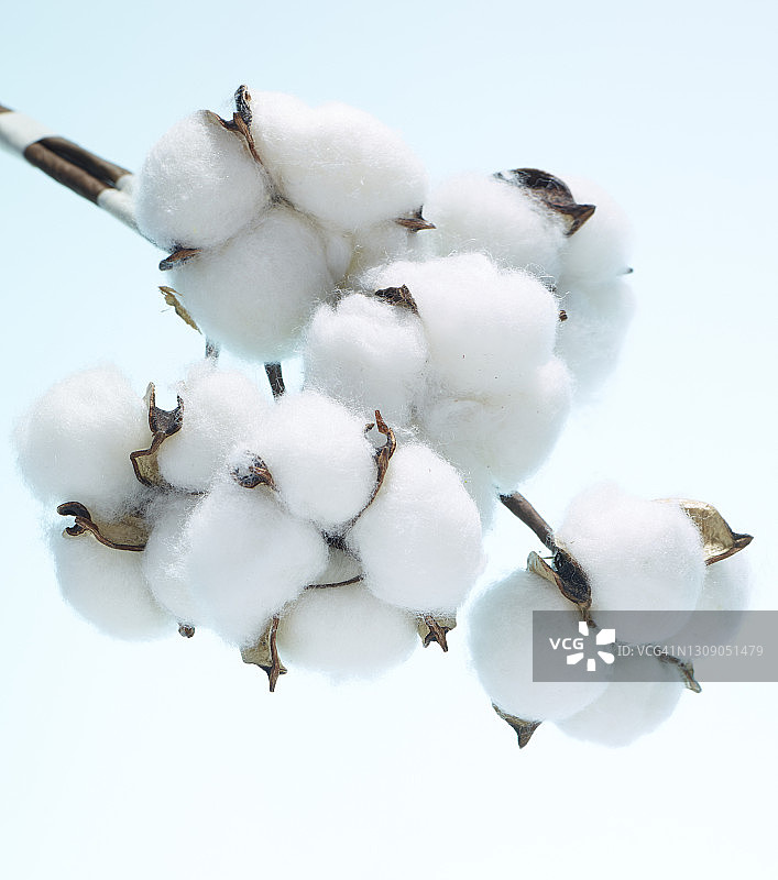 棉花图片素材