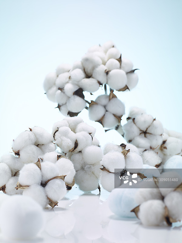 棉花图片素材