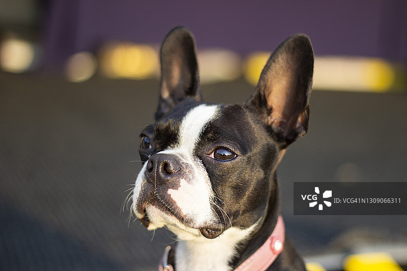 一只年轻的法国斗牛犬坐着，目光专注地看向远离相机的方向图片素材