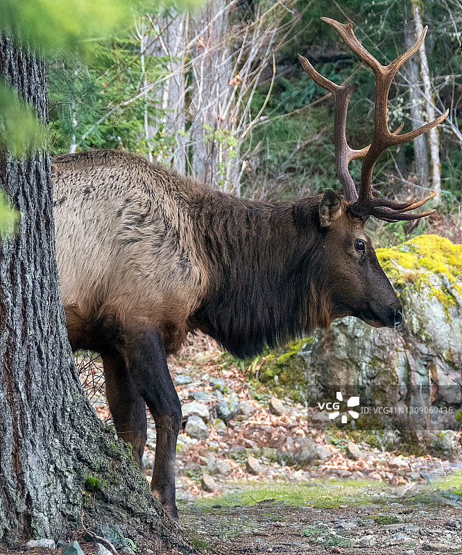 加拿大森林中的罗斯福麋鹿特写图片素材