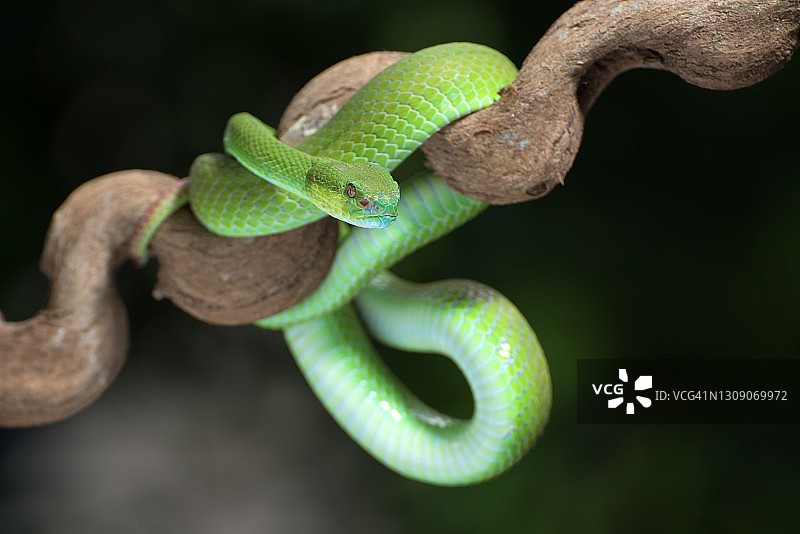 在印度尼西亚的树枝上盘绕的白唇岛 pit viper 蛇图片素材