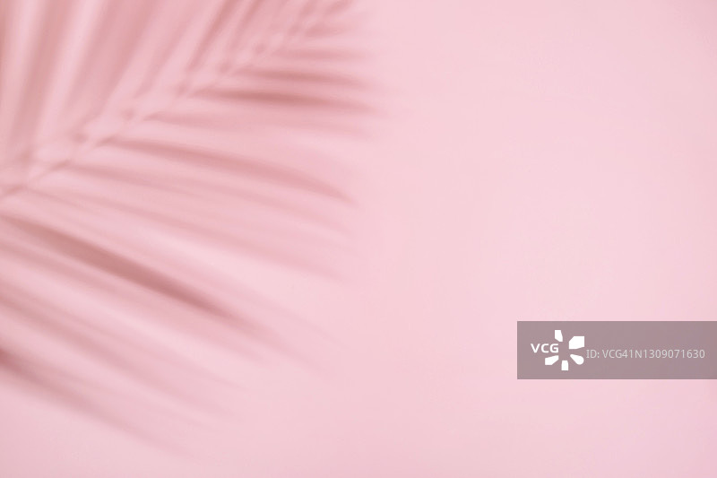粉色背景上棕榈树和蕨类植物热带叶子的阴影。具有复制空间的时尚设计。图片素材