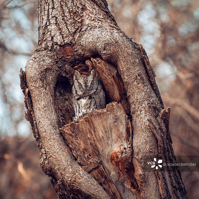 树洞中的角鸮图片素材