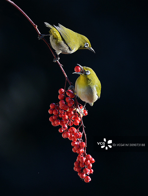 食用白眼鸟图片素材
