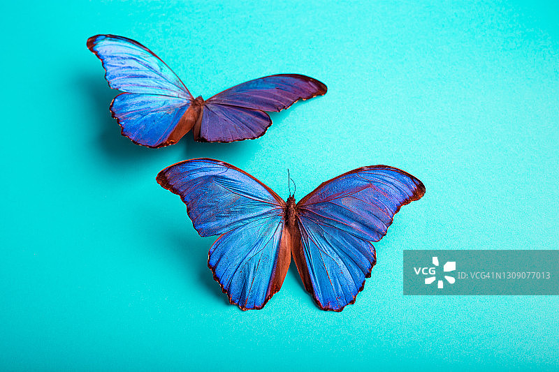两只蓝色大闪蝶图片素材
