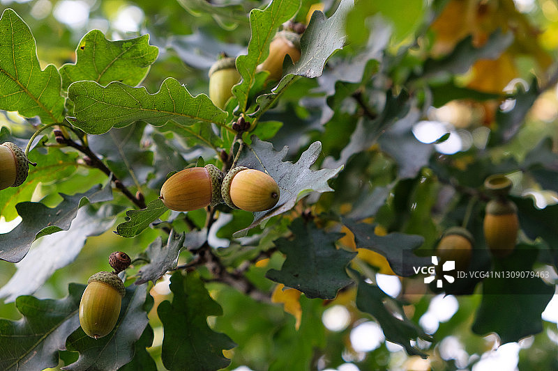 阳光明媚的夏日或春天，橡树枝与绿叶和幼小橡子图片素材