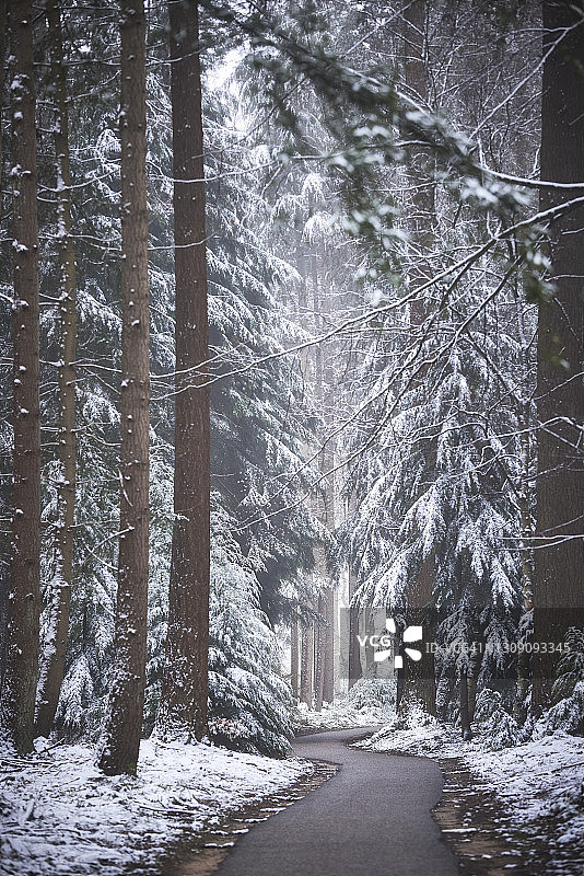 下雪的森林图片素材