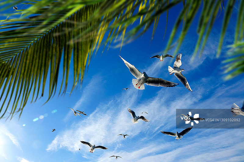 晴朗蓝天下飞翔的鸟群图片素材