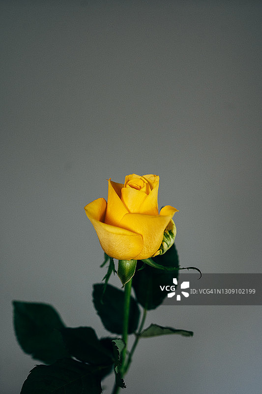 黄色玫瑰图片素材