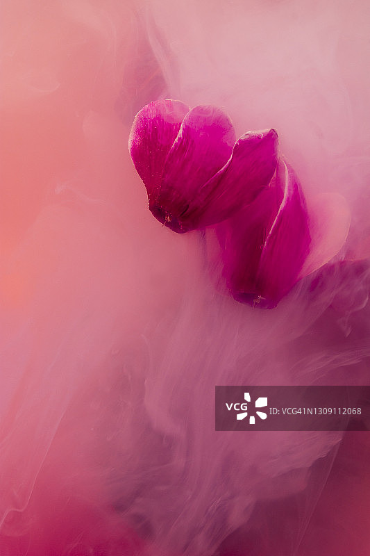 仙客来紫罗兰液体图片素材