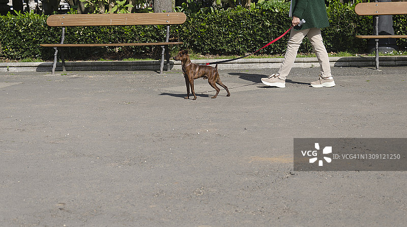 在公园里遛狗的女子图片素材