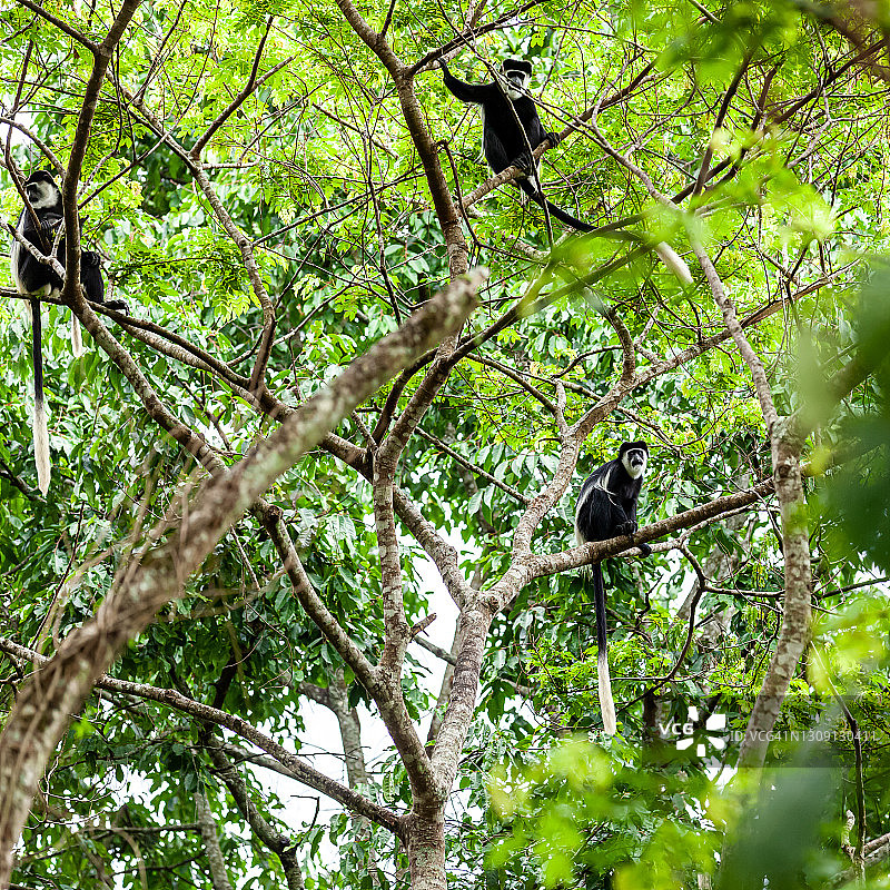 树林里野生东部黑白疣猴图片素材