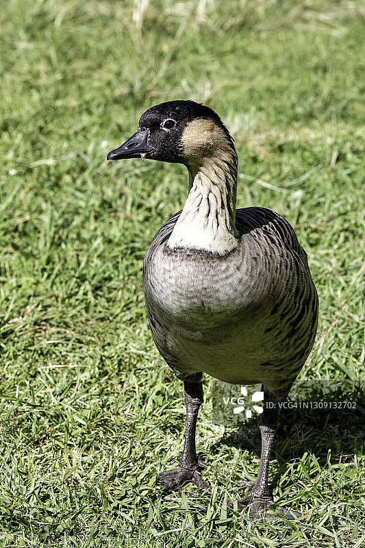 夏威夷鹅图片素材