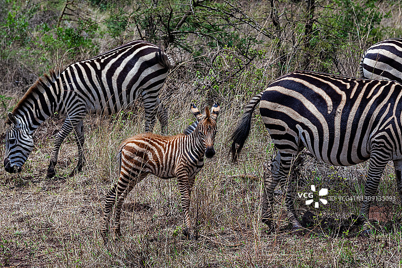 野生斑马与幼崽图片素材