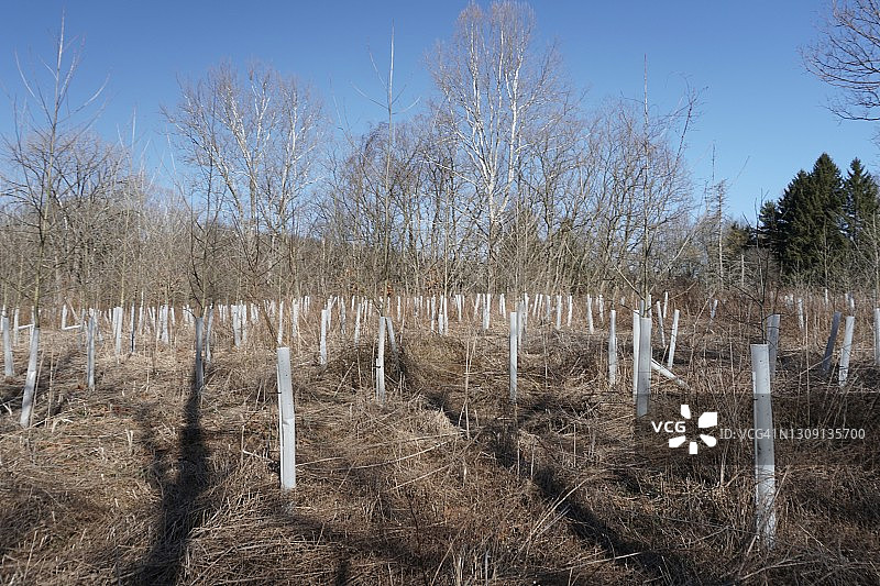 新的植树造林图片素材
