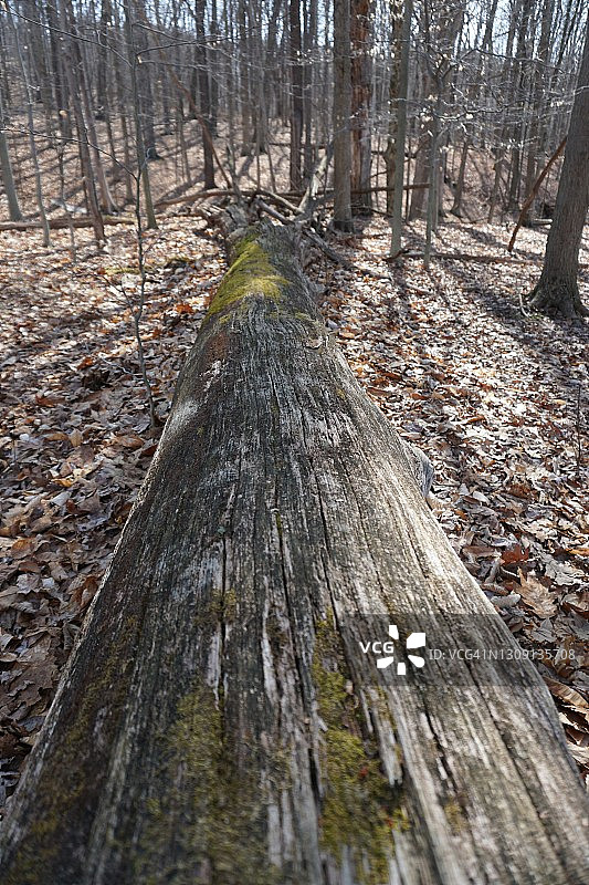 森林中倒下的树木特写图片素材