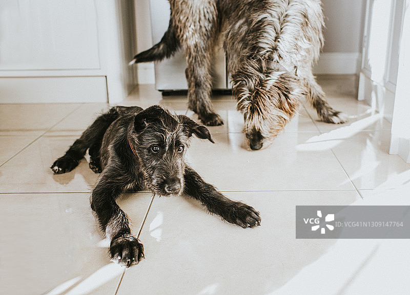 黑色爱尔兰猎狼犬幼犬和灰色成年爱尔兰猎狼犬躺在厨房里图片素材