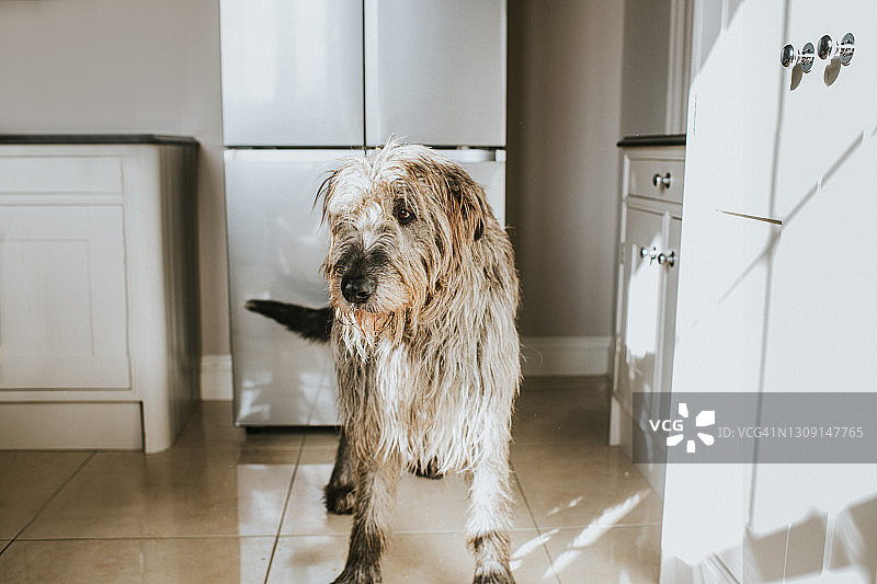 厨房里的一只灰色爱尔兰猎狼犬图片素材