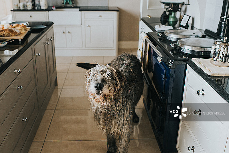 灰色爱尔兰猎狼犬走过时尚厨房图片素材