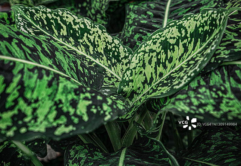 抽象绿色叶子纹理，自然背景，热带叶子图片素材