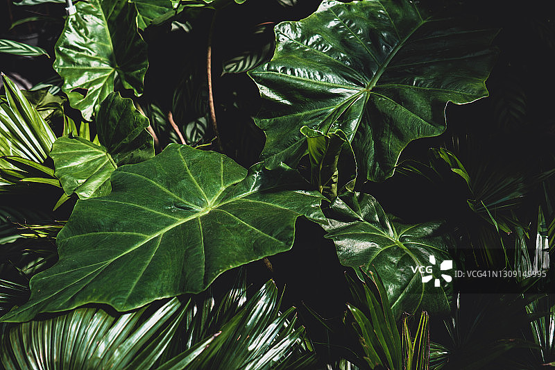 抽象绿色叶子纹理，自然背景，热带叶子图片素材