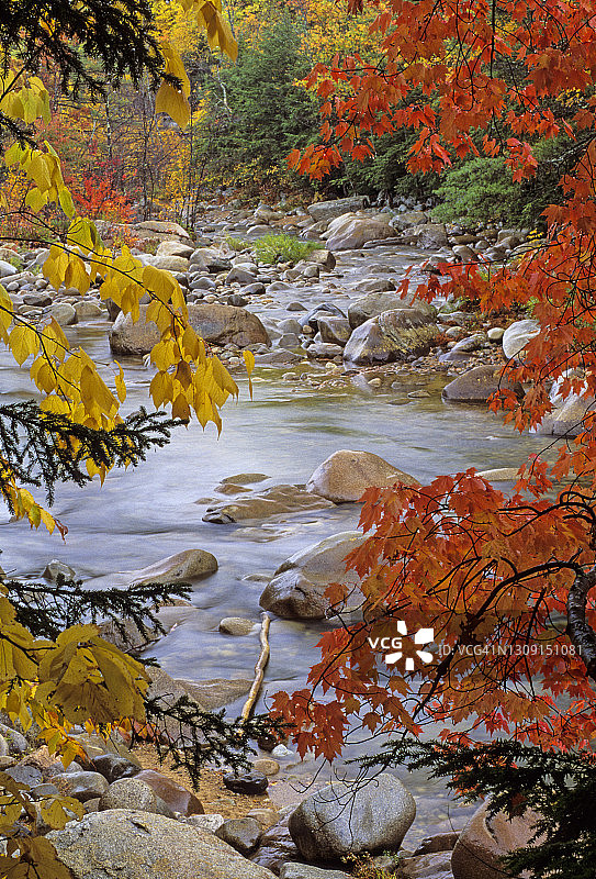 新罕布什尔州卡卡马古斯公路上的斯威夫特河和秋色图片素材