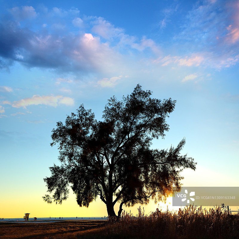 日落时分，一棵大树的壮丽景色图片素材