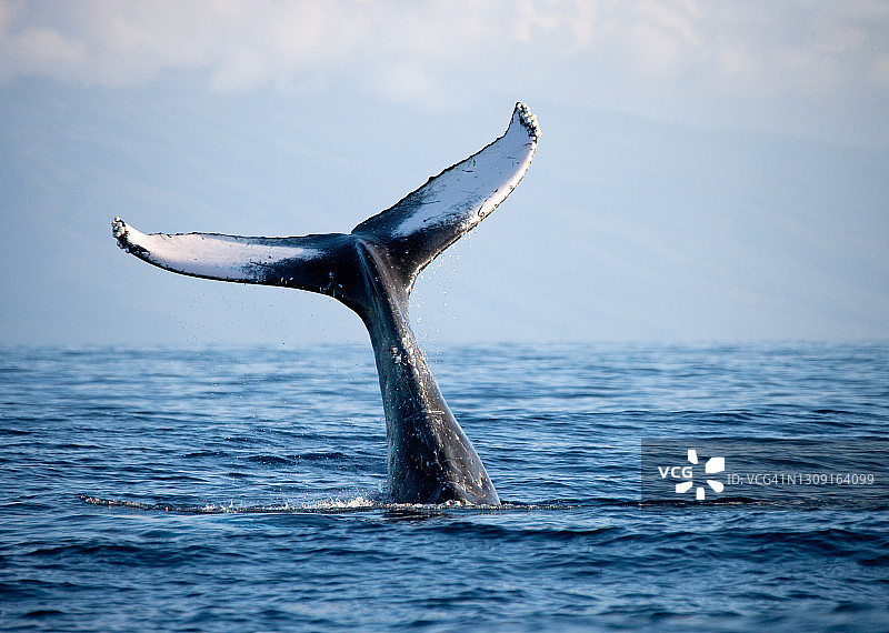 座头鲸鲸尾图片素材