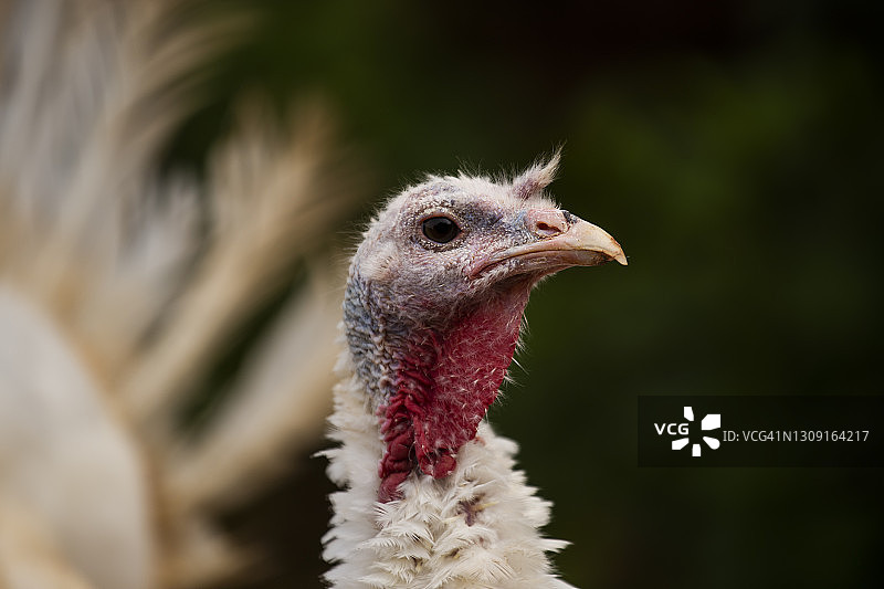 尼泊尔努瓦科特杜巴村的白色火鸡特写图片素材