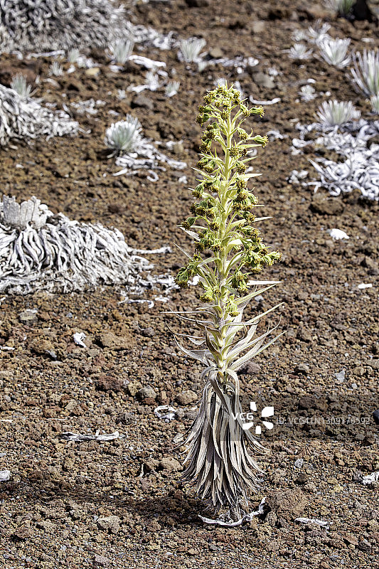 哈莱亚卡拉国家公园的哈莱亚卡拉银剑植物图片素材