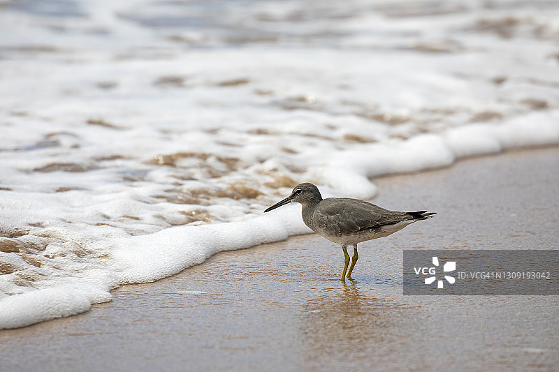 漂泊鹬鸟图片素材