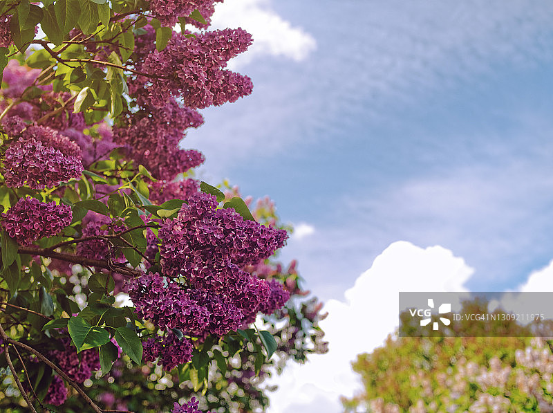 盛开的丁香灌木，在稀疏云朵的蓝色天空衬托下，花序繁茂图片素材